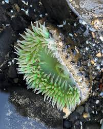 Attēlu rezultāti vaicājumam “Anemone”