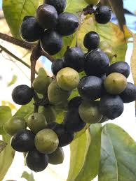 Attēlu rezultāti vaicājumam “Phellodendron amurense fruit”