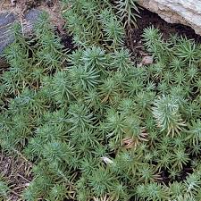 Attēlu rezultāti vaicājumam “Sedum rupestre leaf”