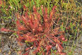 Attēlu rezultāti vaicājumam “Drosera anglica fruit”