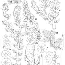 Attēlu rezultāti vaicājumam “Cephaloziella elachista”
