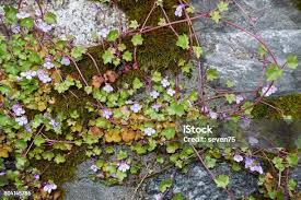 Attēlu rezultāti vaicājumam “Cymbalaria muralis leaf”