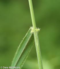 Attēlu rezultāti vaicājumam “Bromopsis benekenii”