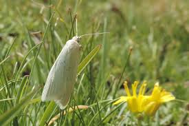 Attēlu rezultāti vaicājumam “Eana argentana”