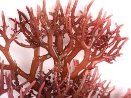 Attēlu rezultāti vaicājumam “Pistillaria sp.”