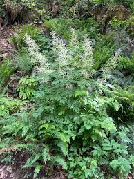 Image result for Aruncus dioicus