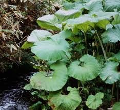 Attēlu rezultāti vaicājumam “Petasites spurius bud”