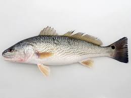 Image result for Sciaenops ocellatus