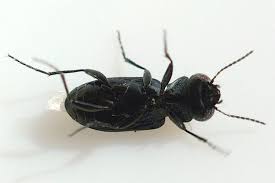 Attēlu rezultāti vaicājumam “Notiophilus germinyi”