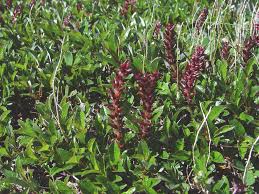 Attēlu rezultāti vaicājumam “Exobasidium uvae-ursi”