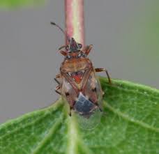 Attēlu rezultāti vaicājumam “Kleidocerys resedae”