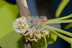 Attēlu rezultāti vaicājumam “Ginkgo biloba male flower”