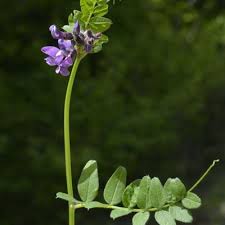 Attēlu rezultāti vaicājumam “Vicia sepium fruit”
