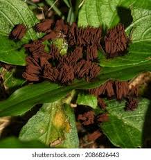 Attēlu rezultāti vaicājumam “Symphytocarpus flaccidus young”