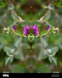 Attēlu rezultāti vaicājumam “Antirrhinum majus leaf”