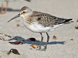 Attēlu rezultāti vaicājumam “Calidris”