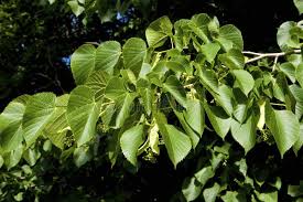 Attēlu rezultāti vaicājumam “Tilia platyphyllos Laciniata fruit”