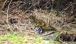 Image result for Zoothera dauma