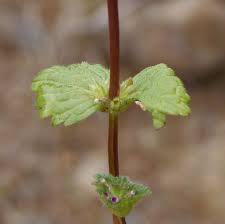 Attēlu rezultāti vaicājumam “Lamium amplexicaule”