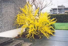 Attēlu rezultāti vaicājumam “Forsythia intermedia”