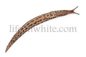 Attēlu rezultāti vaicājumam “Limax maximus”