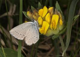 Attēlu rezultāti vaicājumam “Cupido minimus”