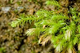 Attēlu rezultāti vaicājumam “Philonotis”