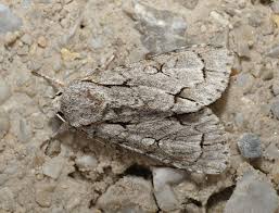 Attēlu rezultāti vaicājumam “Acronicta cuspis”