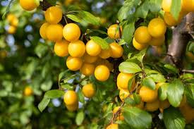 Attēlu rezultāti vaicājumam “Prunus domestica subsp. domestica leaf”