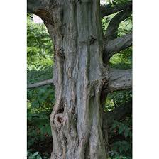 Attēlu rezultāti vaicājumam “Carpinus caroliniana”