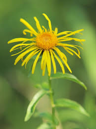 Attēlu rezultāti vaicājumam “Inula salicina flower”