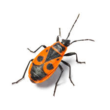 Attēlu rezultāti vaicājumam “Pyrrhocoris apterus nymph”