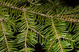 Attēlu rezultāti vaicājumam “Abies balsamea”