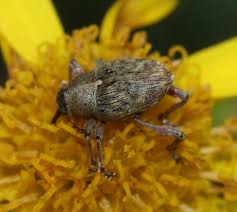 Attēlu rezultāti vaicājumam “Curculio venosus”