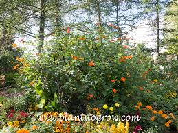 Image result for Tithonia rotundifolia