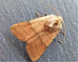 Attēlu rezultāti vaicājumam “Charanyca trigrammica”