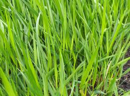 Attēlu rezultāti vaicājumam “Hierochloe odorata”