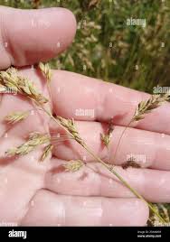 Attēlu rezultāti vaicājumam “Poa angustifolia”