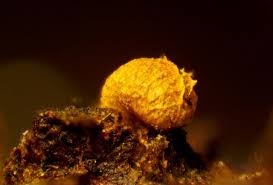 Attēlu rezultāti vaicājumam “Badhamia nitens sessile”