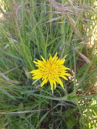 Image result for Tragopogon pratensis