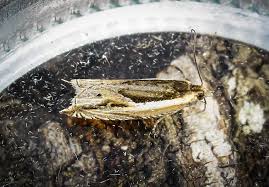 Attēlu rezultāti vaicājumam “Ancylis apicella”