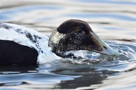 Attēlu rezultāti vaicājumam “Somateria mollissima juvenile”