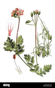 Attēlu rezultāti vaicājumam “Erodium cicutarium leaf”