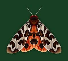 Attēlu rezultāti vaicājumam “Arctia caja”