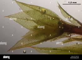 Attēlu rezultāti vaicājumam “Bryum rubens”