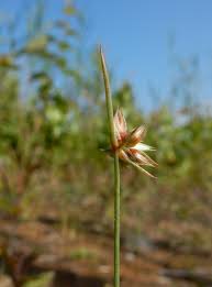 Attēlu rezultāti vaicājumam “Juncus capitatus”