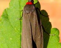 Attēlu rezultāti vaicājumam “Atolmis rubricollis”