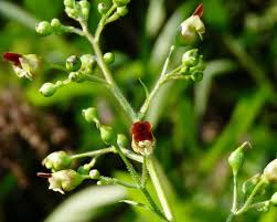 Attēlu rezultāti vaicājumam “Scrophularia nodosa”