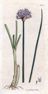 Image result for Allium schoenoprasum