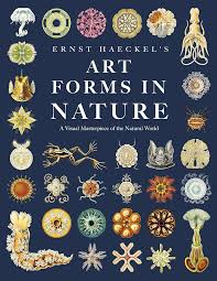 Image result for ernst haeckel